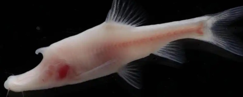 鹰喙角金线鲃是什么鱼？