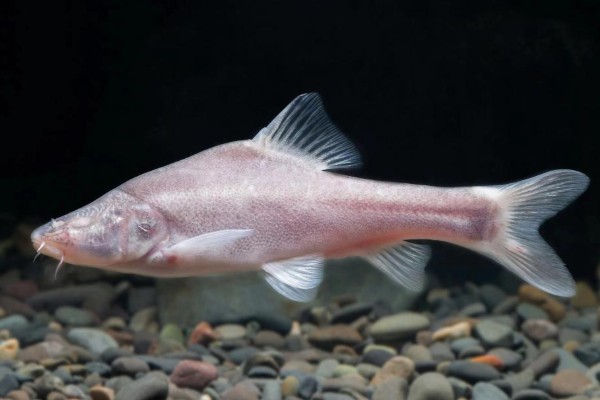 鹰喙角金线鲃是什么鱼？