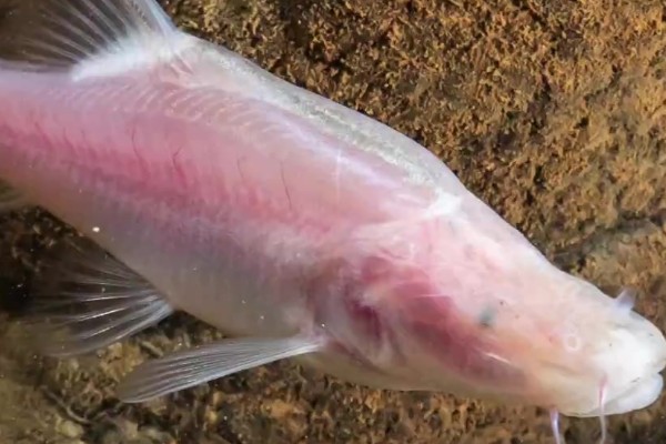 鹰喙角金线鲃是什么鱼？