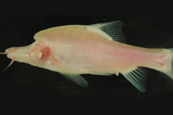 鹰喙角金线鲃是什么鱼？