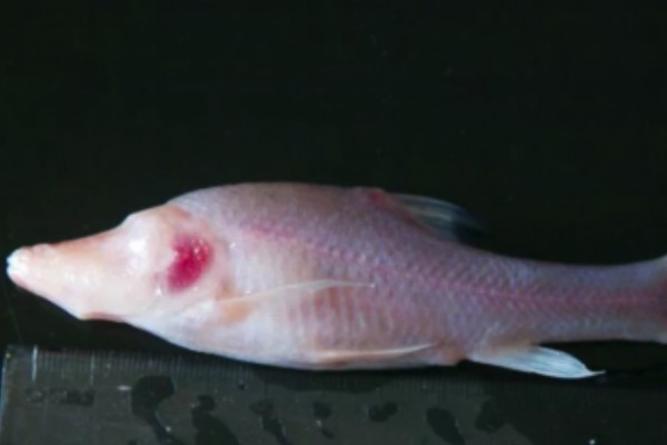 鹰喙角金线鲃是什么鱼？