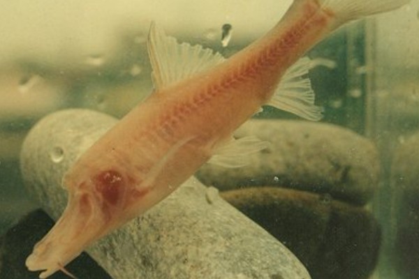 鸭嘴金线鲃是什么鱼？