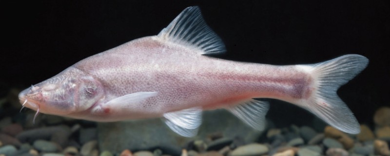 鸭嘴金线鲃是什么鱼？