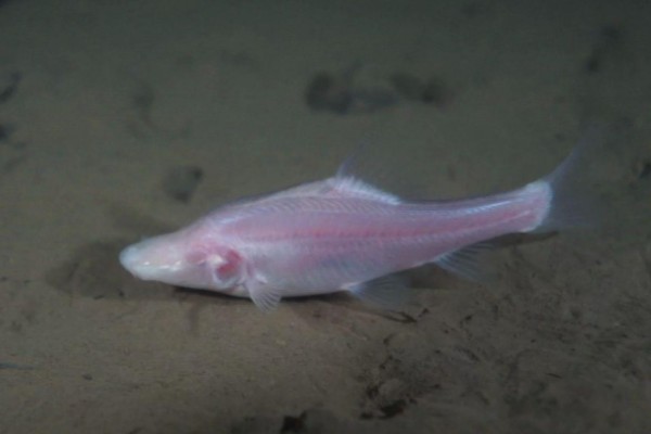 鸭嘴金线鲃是什么鱼？