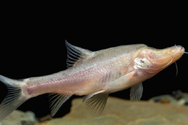 鸭嘴金线鲃是什么鱼？