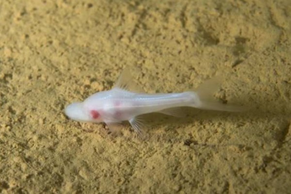 鸭嘴金线鲃是什么鱼？