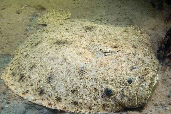 大牙斑鲆是什么鱼?