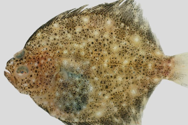 大牙斑鲆是什么鱼?