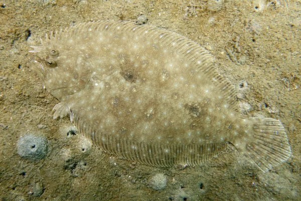 大牙斑鲆是什么鱼?