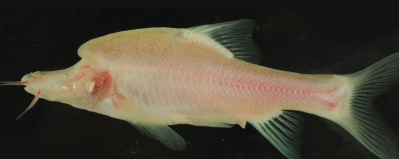 高肩金线鲃是什么鱼？