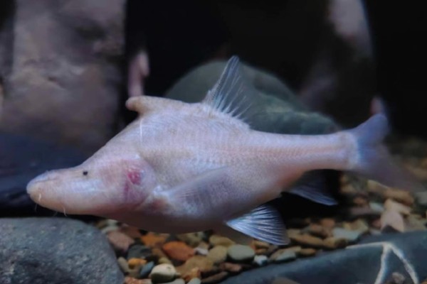 驼背金线鲃是什么鱼？