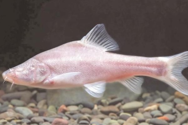 驼背金线鲃是什么鱼？