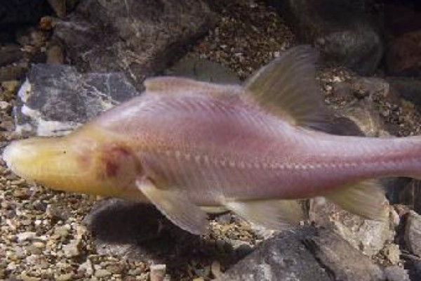 高肩金线鲃是什么鱼？