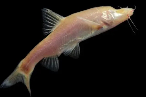 高肩金线鲃是什么鱼？