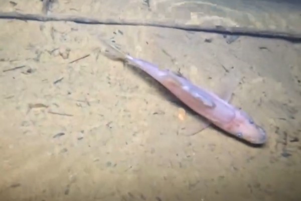 驼背金线鲃是什么鱼？