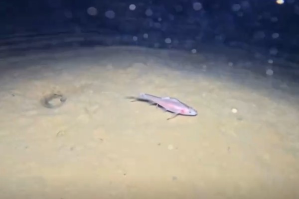 驼背金线鲃是什么鱼？