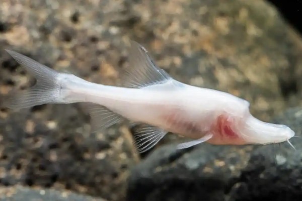 高肩金线鲃是什么鱼？