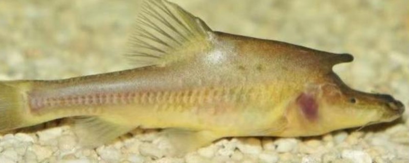 驯乐金线鲃是什么鱼？