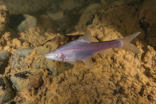 驯乐金线鲃是什么鱼？