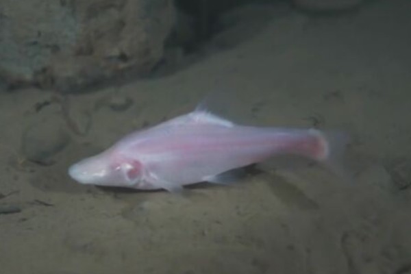 驯乐金线鲃是什么鱼？