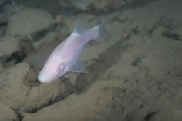 驯乐金线鲃是什么鱼？