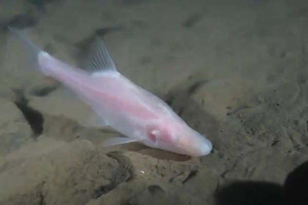 驯乐金线鲃是什么鱼？