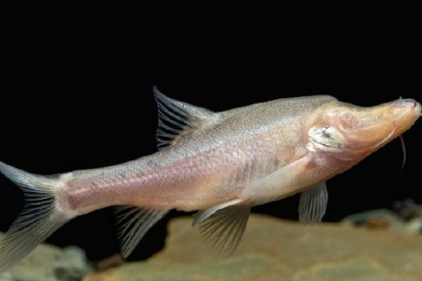 高肩金线鲃是什么鱼？