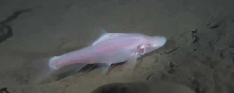 马山金线鲃是什么鱼？