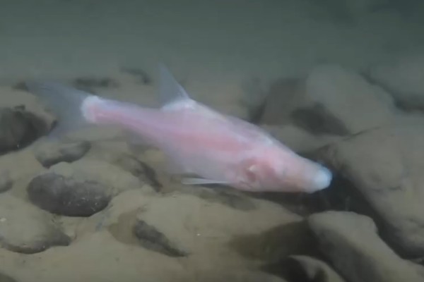 马山金线鲃是什么鱼？