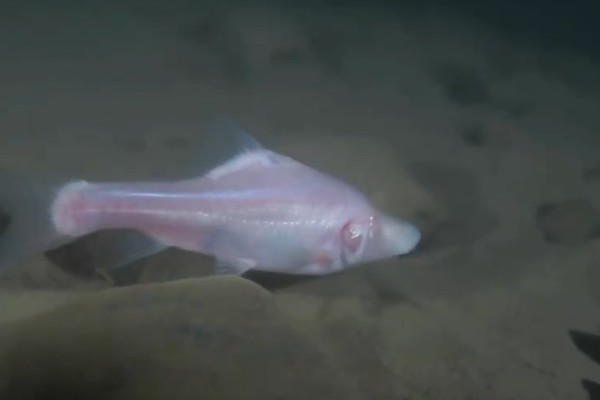 马山金线鲃是什么鱼？