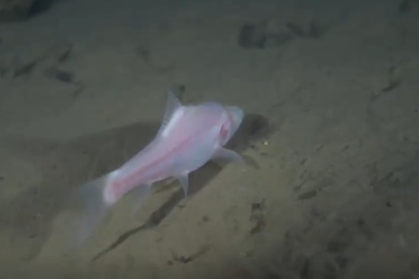 马山金线鲃是什么鱼？