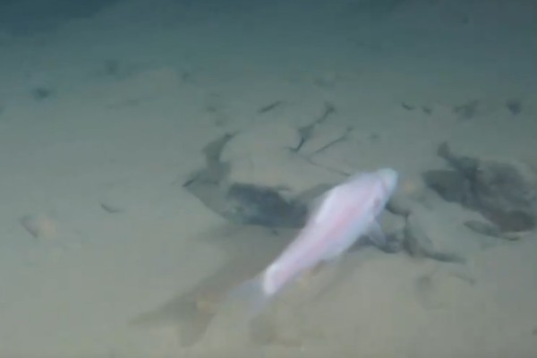 马山金线鲃是什么鱼？