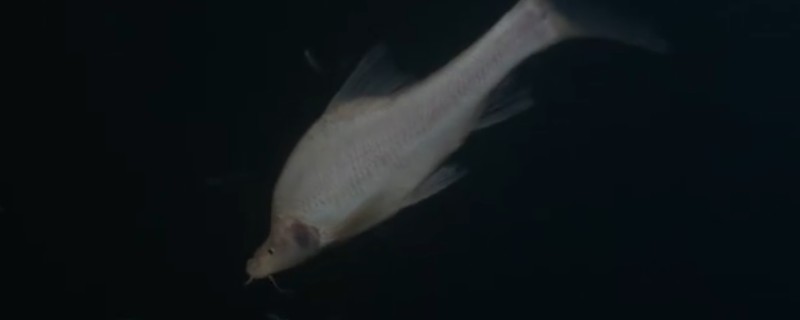 额凸盲金线鲃是什么鱼？