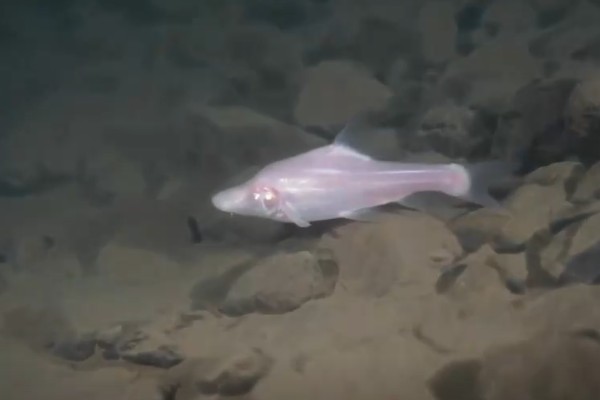 额凸盲金线鲃是什么鱼？