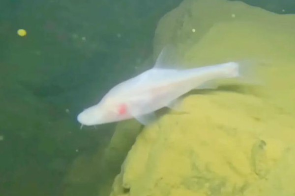 额凸盲金线鲃是什么鱼？