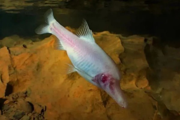 额凸盲金线鲃是什么鱼？