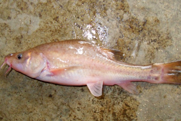 额凸盲金线鲃是什么鱼？