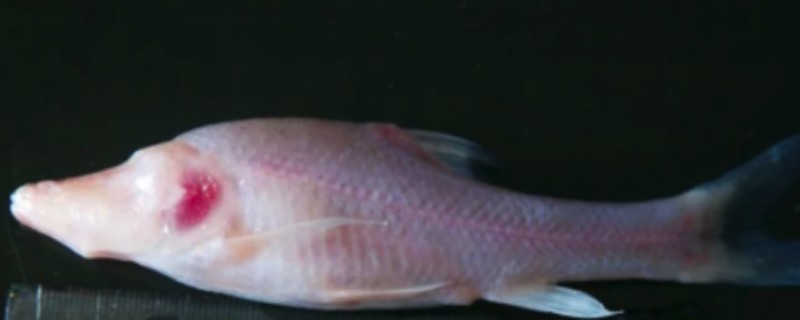 靖西金线鲃是什么鱼？