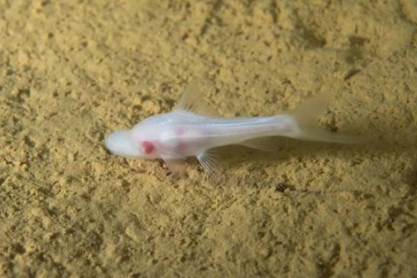 靖西金线鲃是什么鱼？