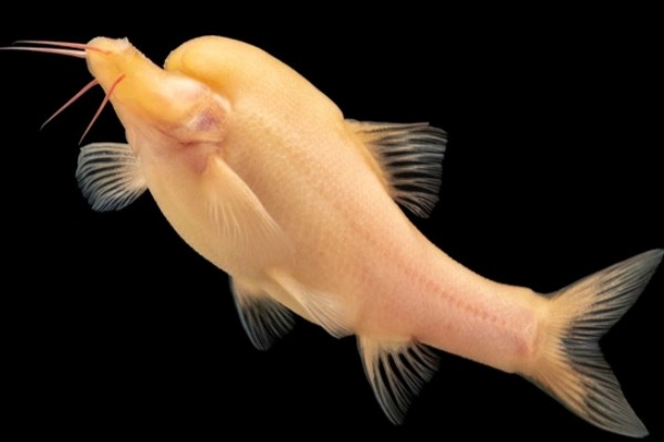 靖西金线鲃是什么鱼？