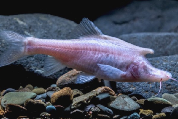 靖西金线鲃是什么鱼？