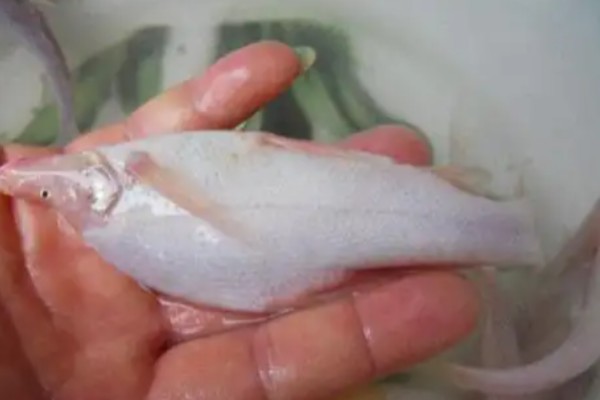 靖西金线鲃是什么鱼？