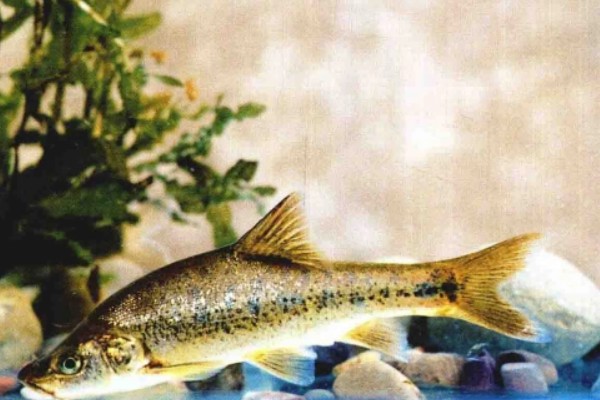 陆良金线鲃是什么鱼？