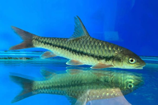 陆良金线鲃是什么鱼？