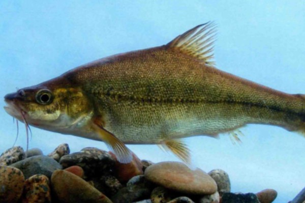 陆良金线鲃是什么鱼？