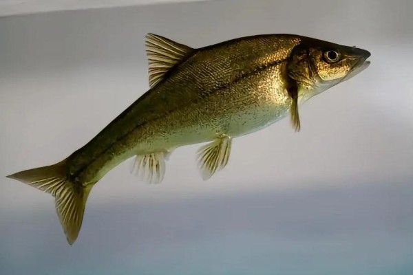 陆良金线鲃是什么鱼？