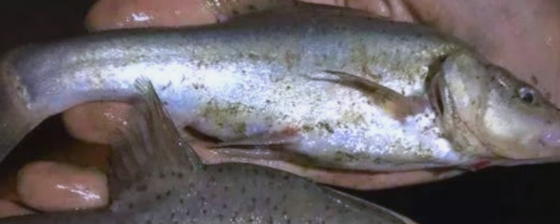 龙山金线鲃是什么鱼？