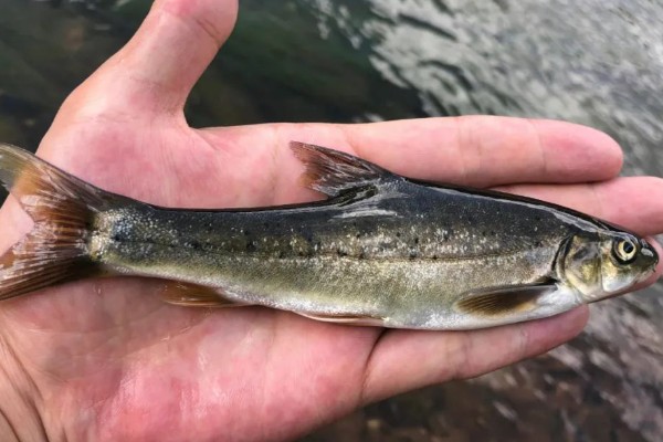 阿庐金线鲃是什么鱼？