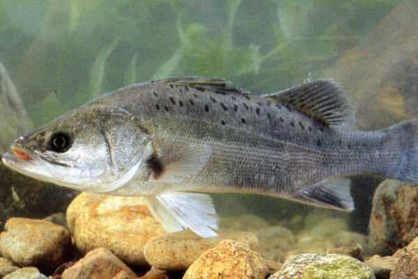 阿庐金线鲃是什么鱼？