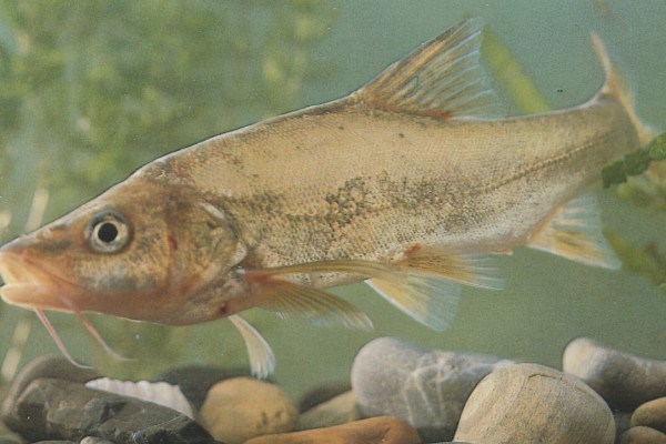 阿庐金线鲃是什么鱼？